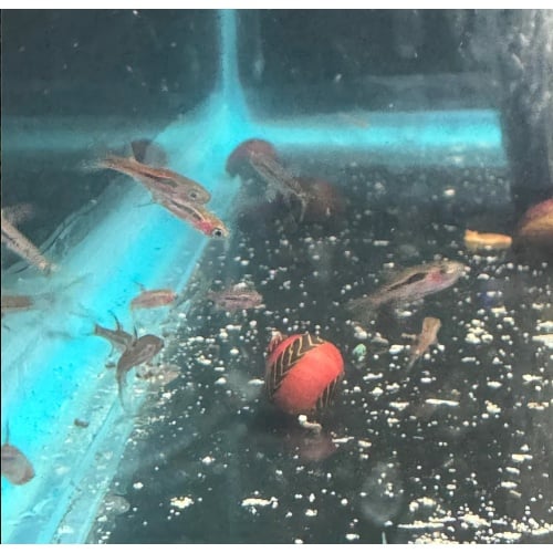 10x Chili Rasbora (Boaras Brigittae)