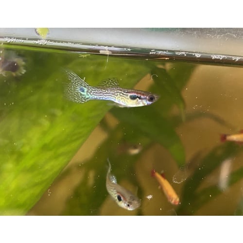 sexed yellow cobra guppy pair (not half-moon)