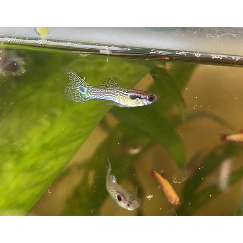 sexed yellow cobra guppy pair (not half-moon)