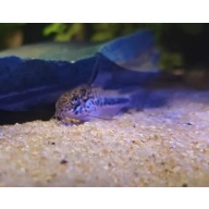 6x Hoplisoma sipaliwini CW114