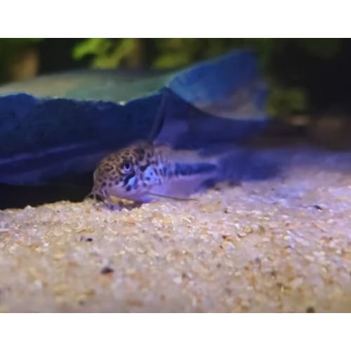 6x Hoplisoma sipaliwini CW114