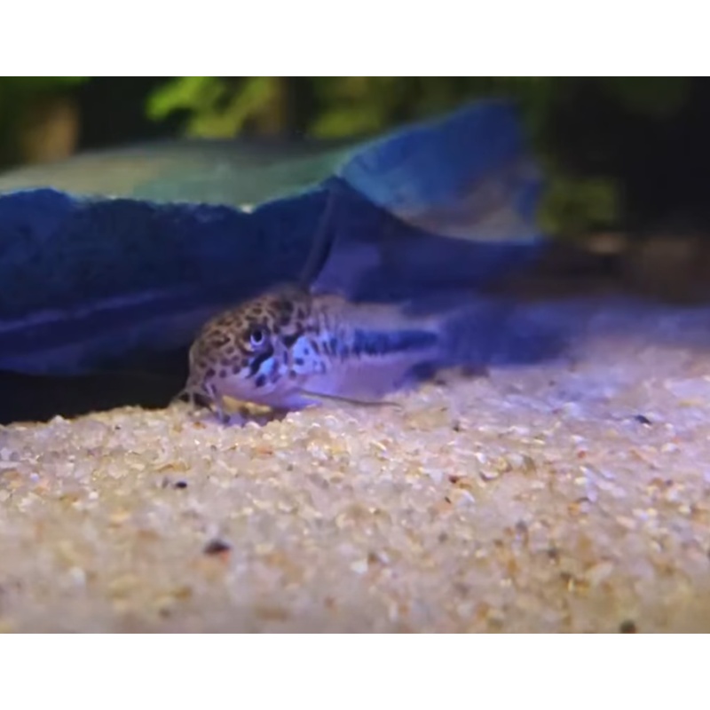 6x Hoplisoma sipaliwini CW114
