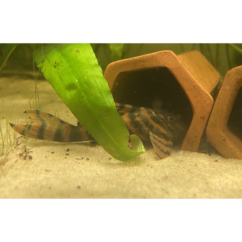 L397 Alenquer Tiger Pleco 2.5-3"