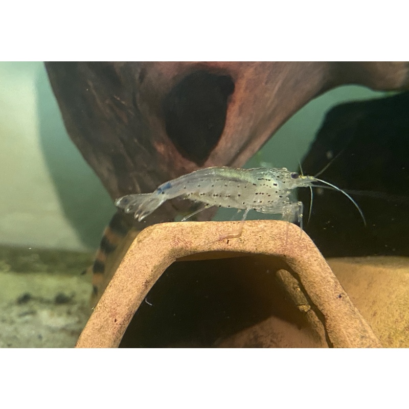 XL Adult Amano Shrimp