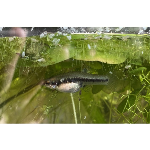 unsexed least killifish (Heterandria formosa)