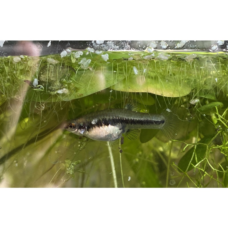 unsexed least killifish (Heterandria formosa)