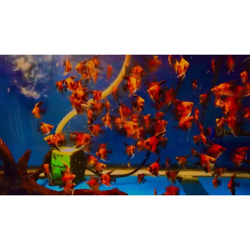 10 Red Devil Angelfish Quarter Plus Size