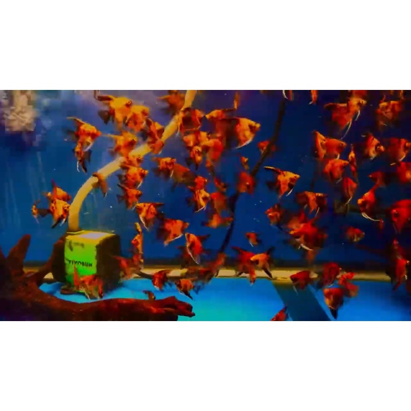 10 Red Devil Angelfish Quarter Plus Size