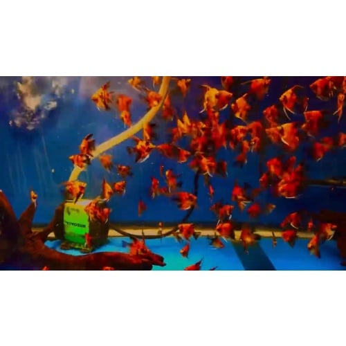 10 Red Devil Angelfish Quarter Plus Size