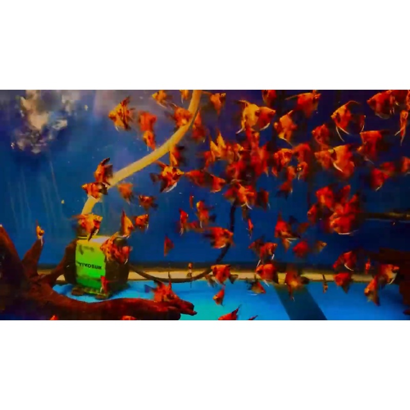 10 Red Devil Angelfish Quarter Plus Size