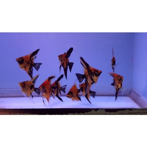 10 Red Devil Angelfish Quarter Plus Size