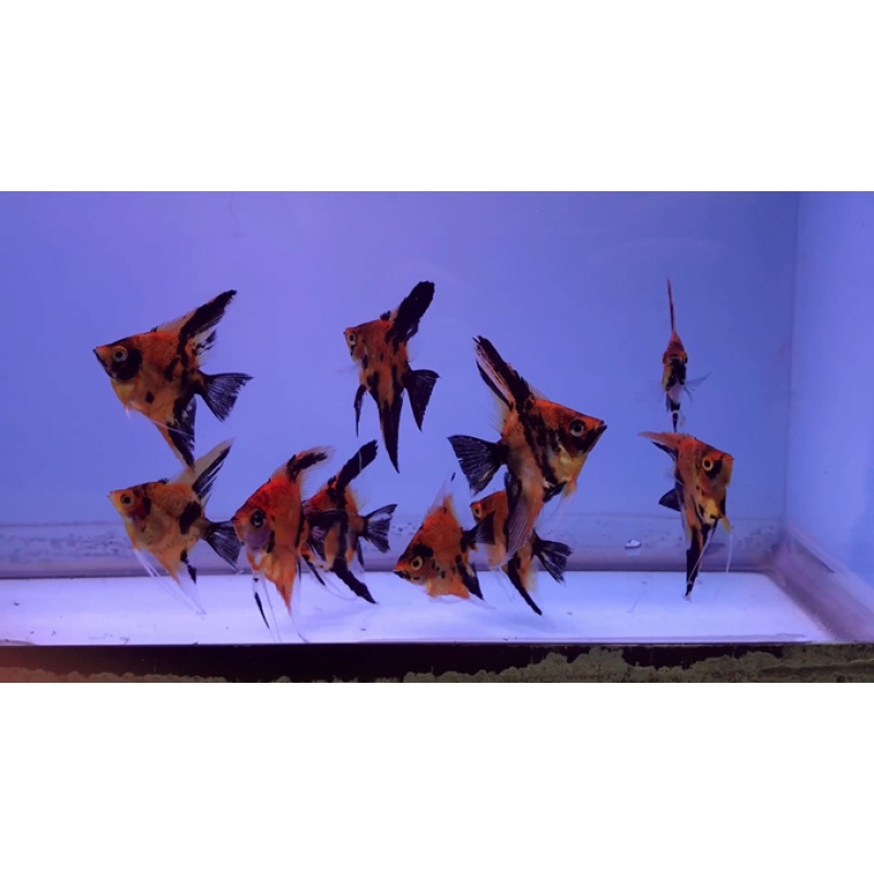 10 Red Devil Angelfish Quarter Plus Size
