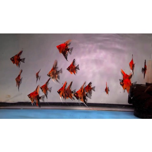 10 Red Devil Angelfish Quarter Plus Size