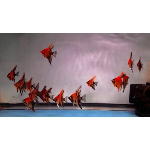 10 Red Dragon Angelfish