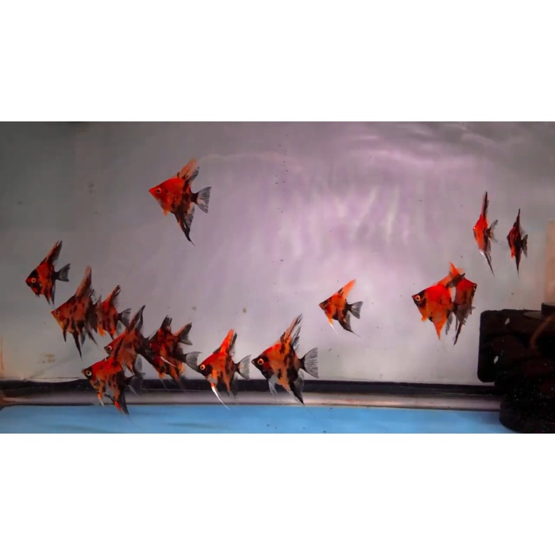 10 Red Dragon Angelfish