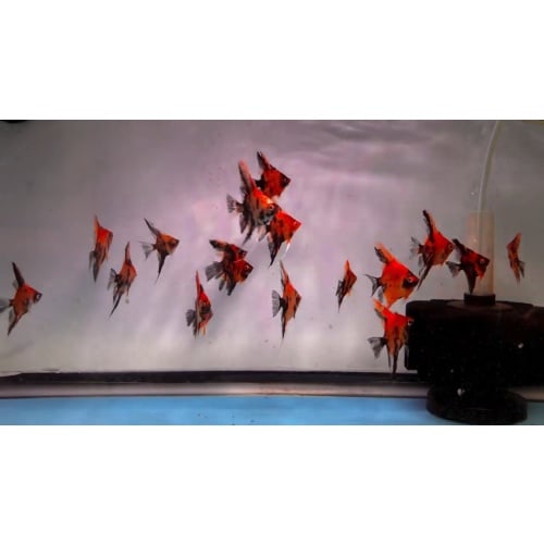 10 Red Dragon Angelfish 2