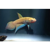 protect from extinction wild betta dimidiata pair