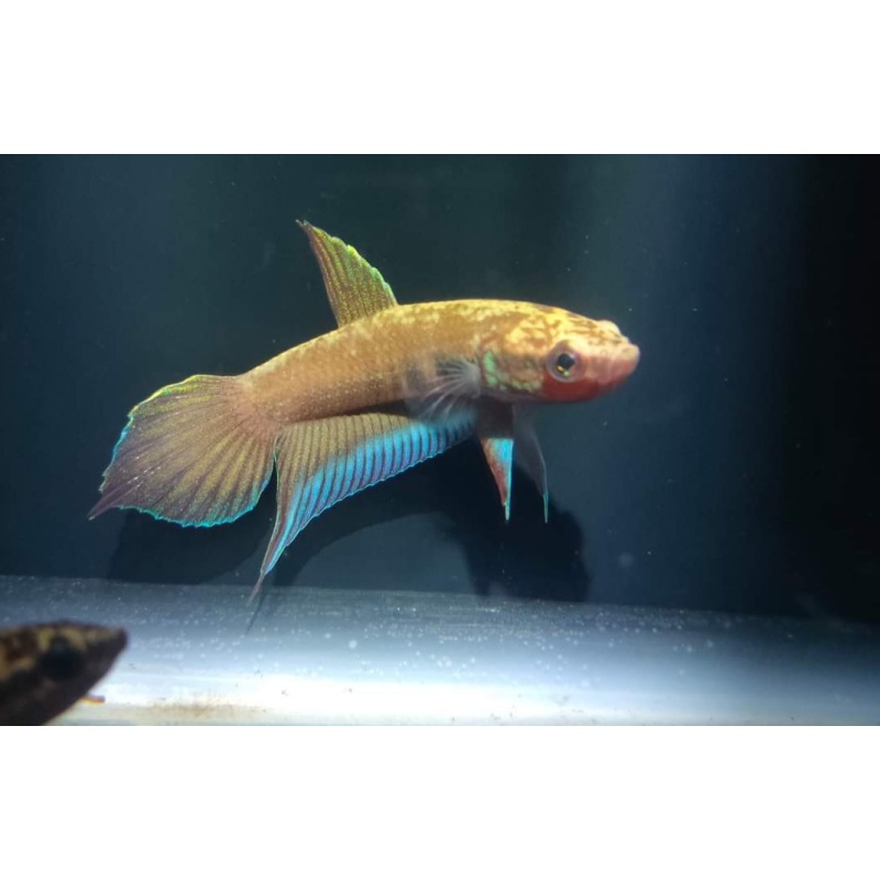protect from extinction wild betta dimidiata pair