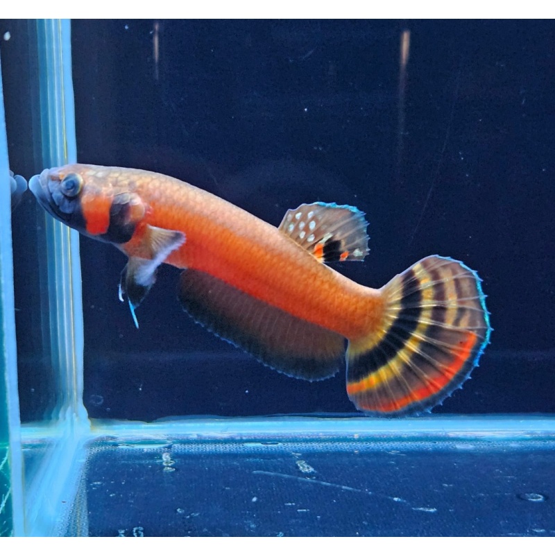 protect from extinction wild betta macrostoma pair