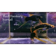 Pair. Red Humberg Double swordtail/ lyretail