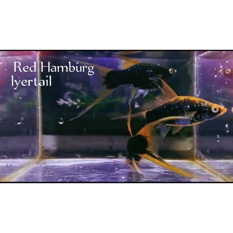 Pair. Red Humberg Double swordtail/ lyretail