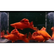 Blood red cauliflower sabertail . Pair