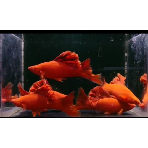 Blood red cauliflower sabertail . Pair