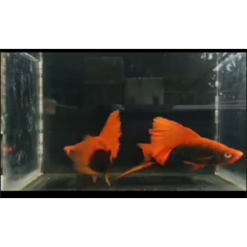 Pair. Red Humberg swordtail
