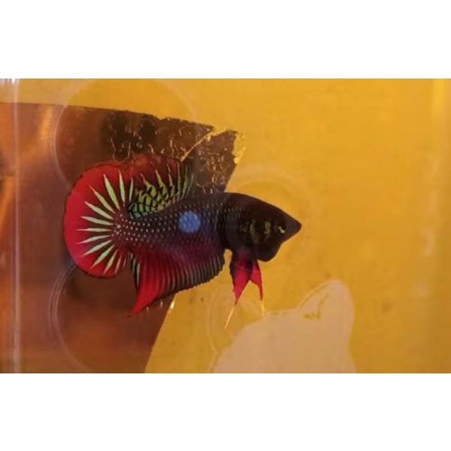 protect from extinction wild betta splendens pair