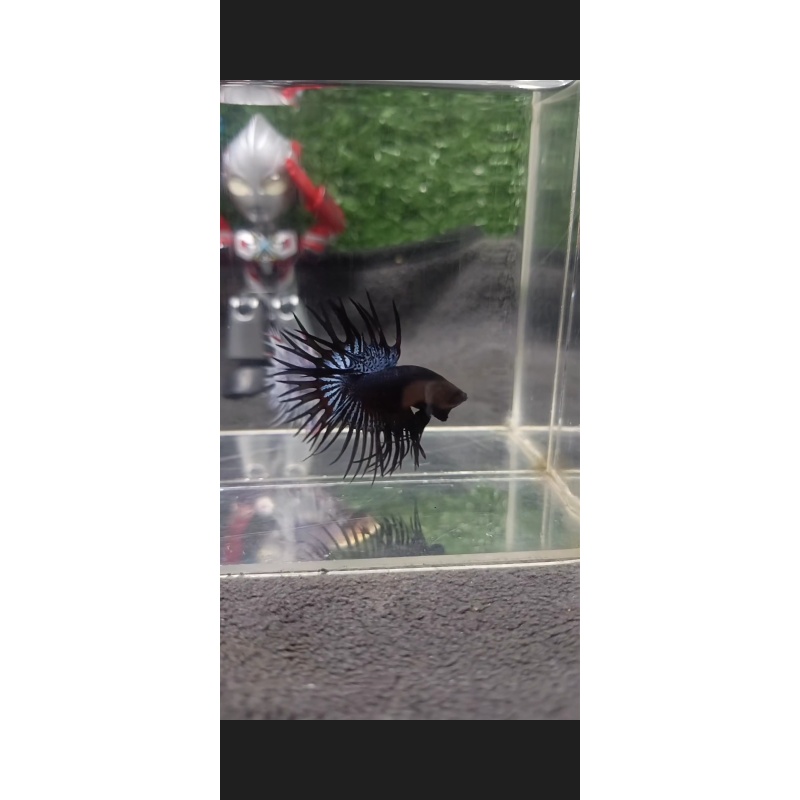 CROWNTAIL BLACK ORCHID SIZE L (EXCLUDE TRANSHPPING)