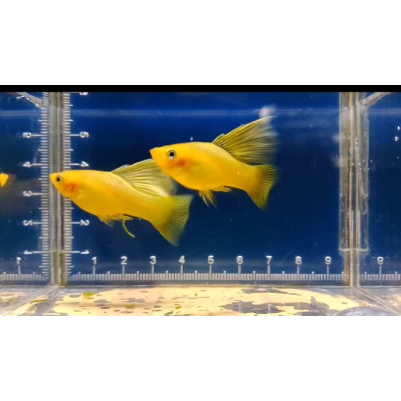 Pair. Yellow variatus