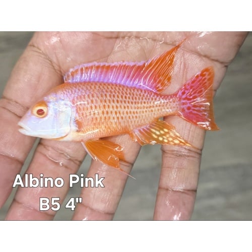 Albino Pink Peacock 4" Male