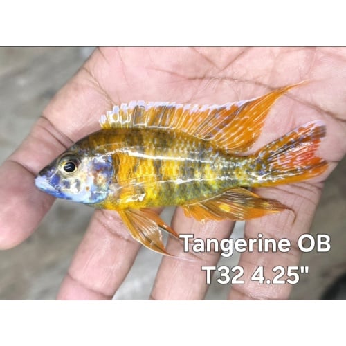 Tangerine OB 4.25" male