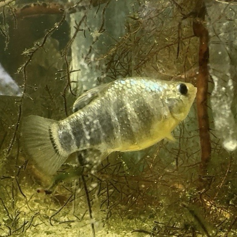 Wild-Type Sheepshead Minnows – Extremely Hardy Brackish & Saltwater Fish