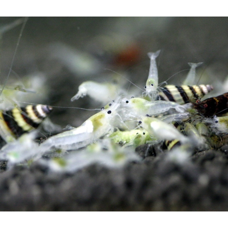 20 + extras Snowball Shrimp