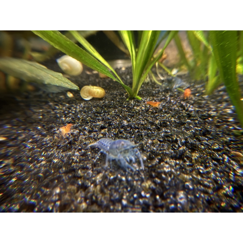 5+1 Blue Brazos Dwarf Crayfish American Bred Cambarellus texanus