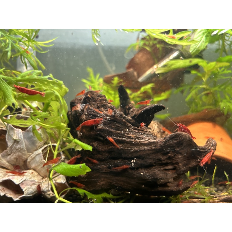 Cherry Shrimp from Colorado!