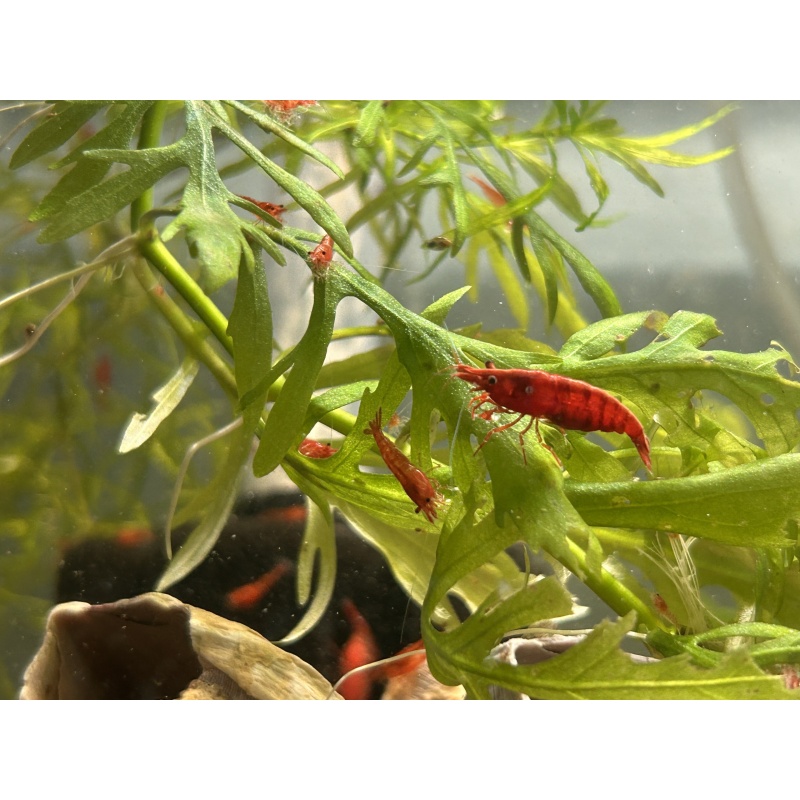 Cherry Shrimp from Colorado!