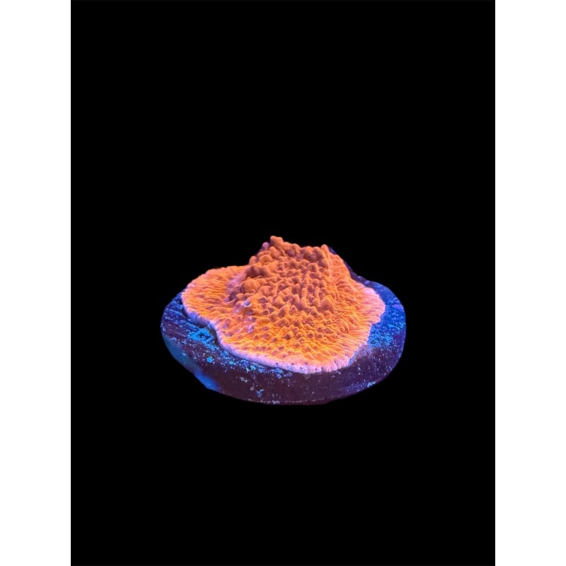 Tofu's Tanks Red Cap Montipora Coral Frag