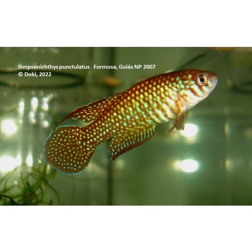 Simpsonichthys punctulatus Formosa, Goias NP 2007 - 35 eggs