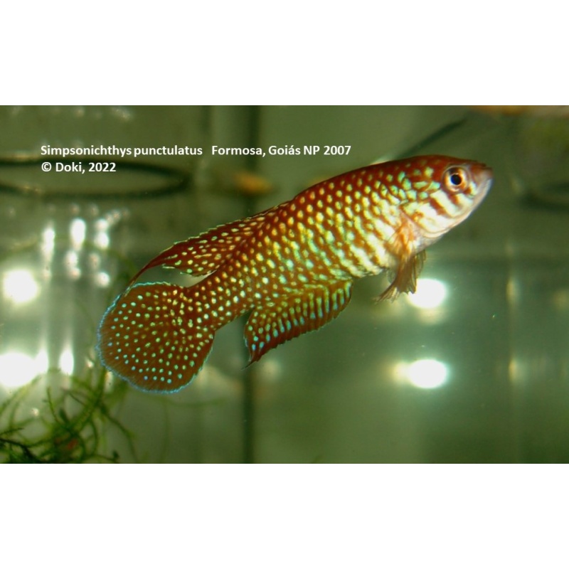 Simpsonichthys punctulatus Formosa, Goias NP 2007 - 35 eggs