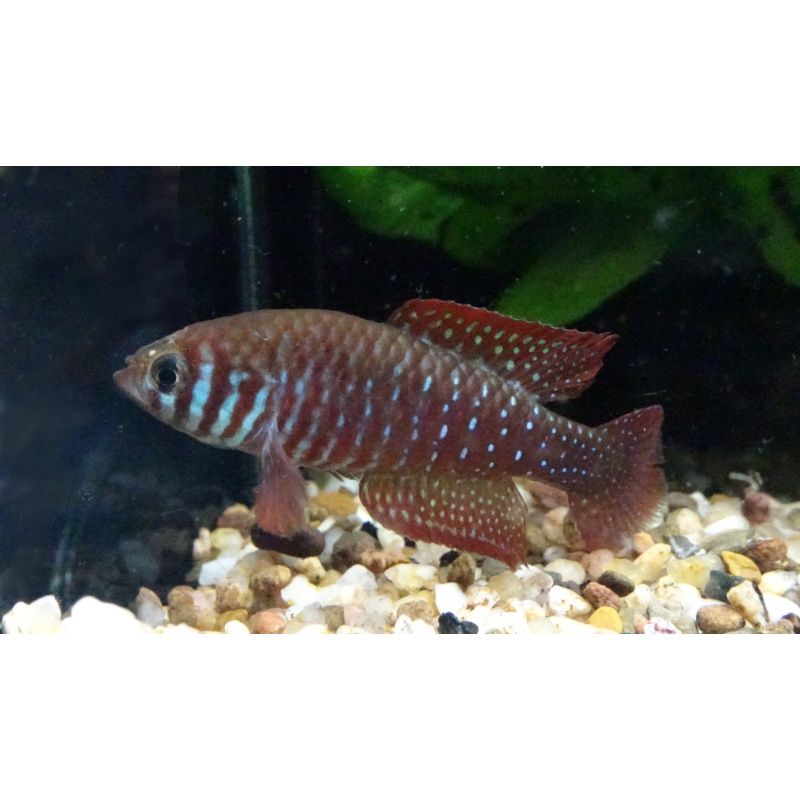 Sims. santanae Ribeiro de Santanae NP 2009 +40 eggs