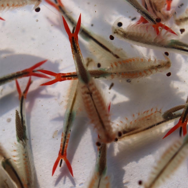Fairy Shrimp Sirindhornae Eggs