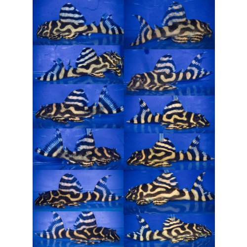 6 young adult L333 gold AA breeder 1Male 5Females