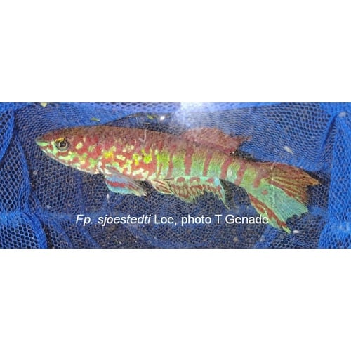 Fundulopanchax sjoestedti Loe, 50+ eggs