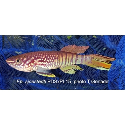 Fundulopanchax sjoestedti PDSxPL15, 50+ eggs