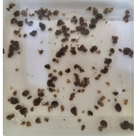 Feeder Snails--FREE shipping