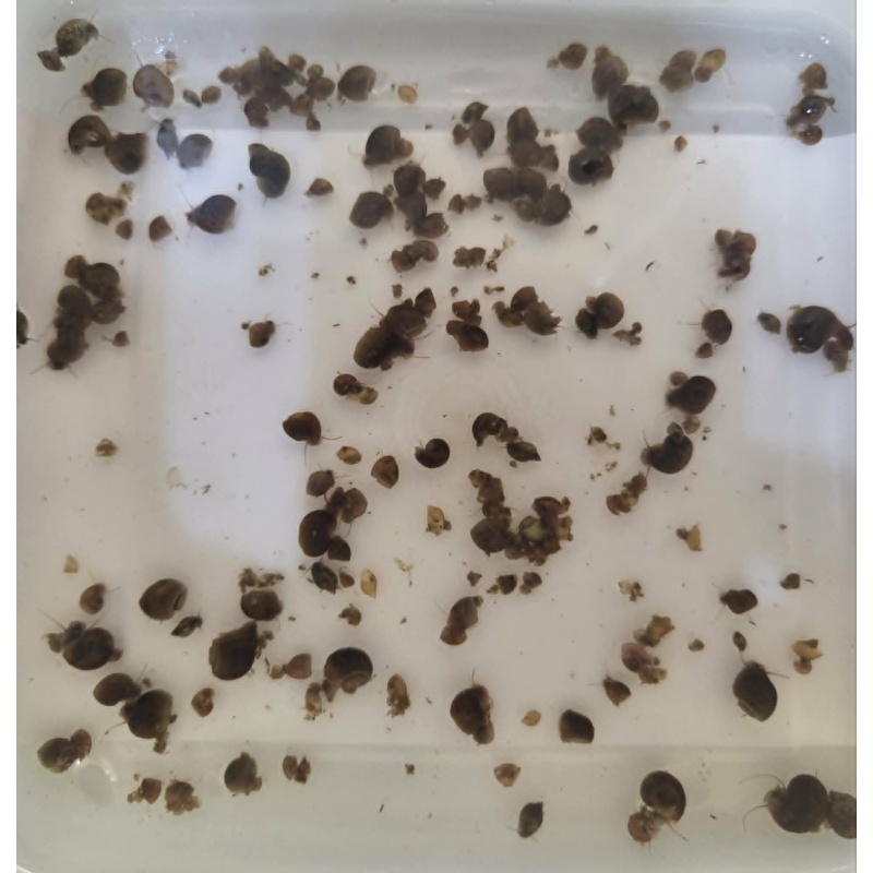 Feeder Snails--FREE shipping