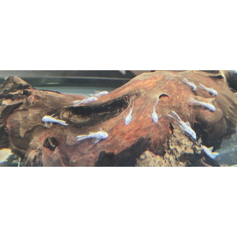 Swow White Long Fin BN Plecos
