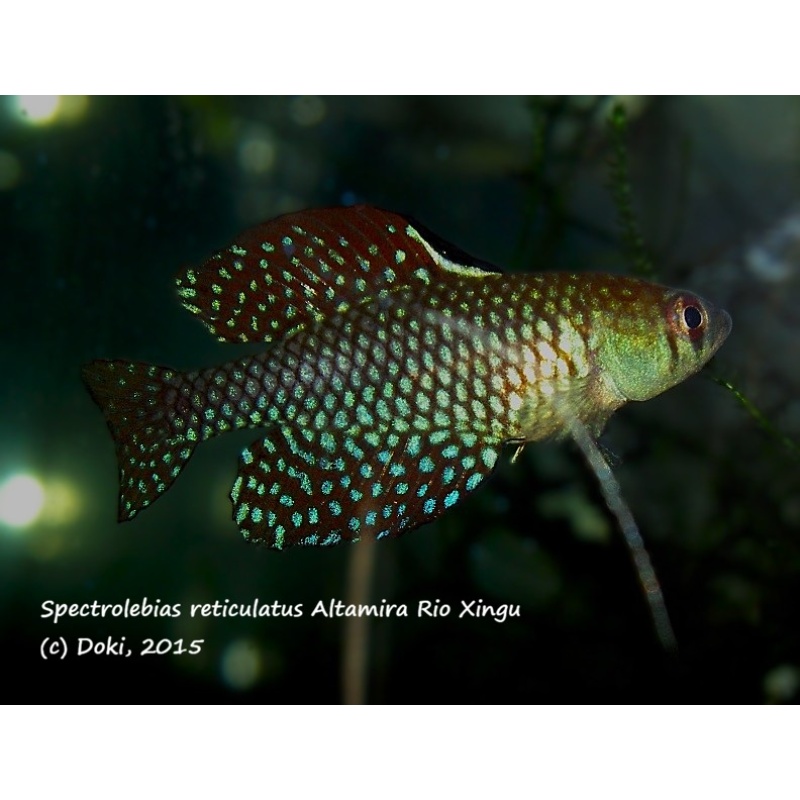 Spectrolebias reticulatus Altamira Rio Xingu, 50 eggs